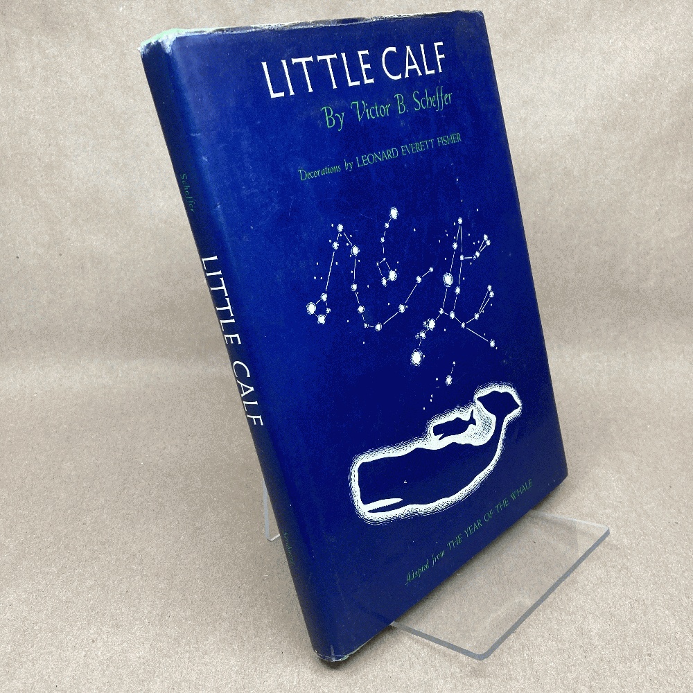 Little Calf,