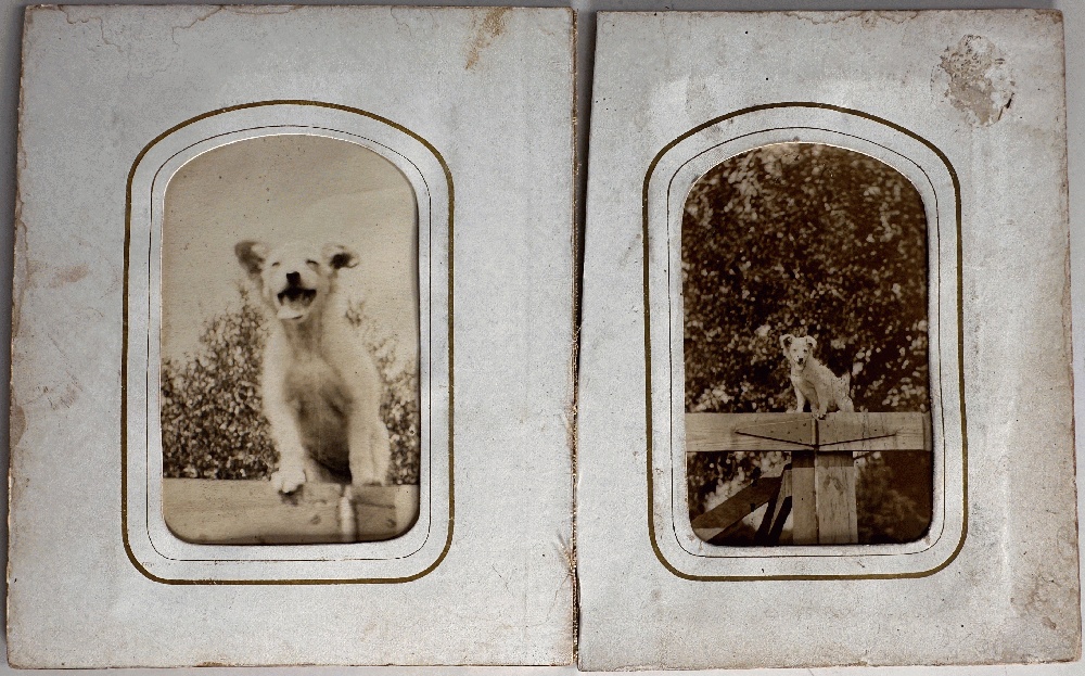 Image for Two Vintage Snapshots of a Cute White Dog Two Vintage Snapshots of a Cute White Dog